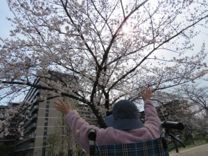 2019ｼｪﾓｱ桜
